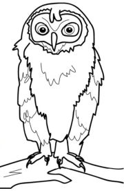 Owl